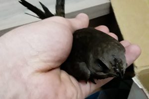 Bursa'da evine Ebabil kuşu girdi, şaşkına d&ouml;nd&uuml;