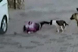 Kızı i&ccedil;in canını ortaya koymuştu! O anne...