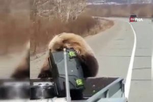 Kamyonet kasasından alet &ccedil;antası &ccedil;alan ayı!