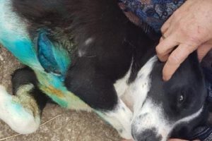 Hırsızlar kendilerini kovalayan k&ouml;peği bı&ccedil;akladı