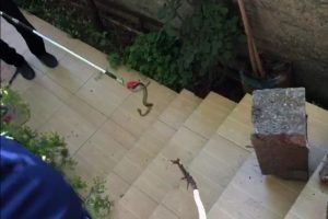Evin bah&ccedil;esine giren yılan korkuttu