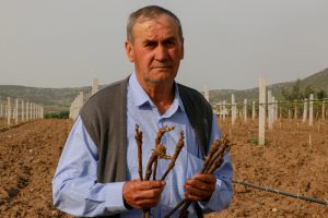 Bağındaki asmalarını k&ouml;klediler, bağ direklerini kırdılar