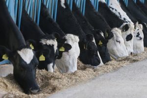 Toplanan inek s&uuml;t&uuml; miktarı martta azaldı