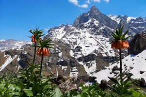 Hakkari dağlarında ters laleler &ccedil;i&ccedil;ek a&ccedil;tı