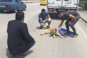 Kamyonetin &ccedil;arptığı k&ouml;peğin başından ayrılmadı