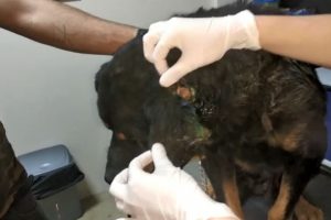 Ağır yaralı k&ouml;peğin kulağından &ccedil;ıkanlar şaşkınlık yarattı