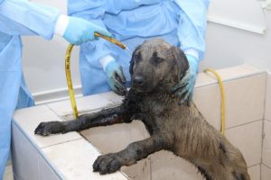 Ziftten kurtarılan k&ouml;pek bakıma alındı