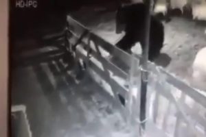 Kosova'nın g&uuml;ndemi 'ayı' oldu!