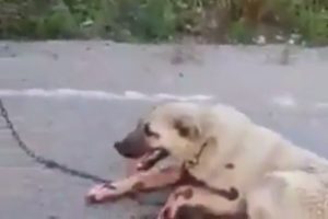 Komşuların tavuklarına saldırdı diye k&ouml;peğini &ccedil;ekicinin arkasında s&uuml;r&uuml;kledi
