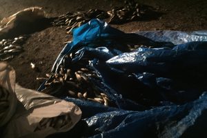 Ka&ccedil;ak avlanan 500 kilo inci kefali ele ge&ccedil;irildi