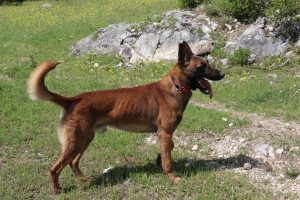 Eyl&uuml;l'&uuml; bulan kadavra k&ouml;peği, Ecrin'i de arıyor