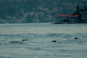 İstanbul Boğazı'nda yunus ş&ouml;leni