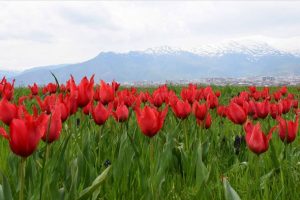Muş lalesi gelir kaynağı olacak