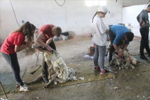 Koyun kırkarak har&ccedil;lıklarını &ccedil;ıkarıyorlar