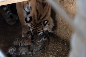 AslanPark'taki Bengal Kaplanı &uuml;&ccedil; yavru d&uuml;nyaya getirdi