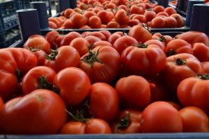 Rusya, 21 ton domatesi geri çevirdi