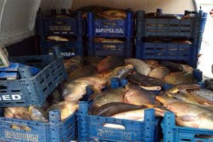 Ka&ccedil;ak avlanan 1 ton balık ele ge&ccedil;irildi