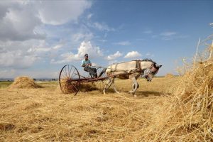 TMO alım fiyatlarını hasat &ouml;ncesi belirleyecek
