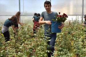 Bu okulda geleceğin seracıları yetiştiriliyor