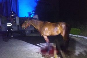 Bursa'da ahırdan ka&ccedil;an at, kazada telef oldu