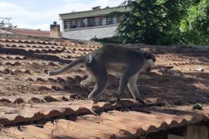 Bursa'da paniğe sebep olan maymun yakalandı