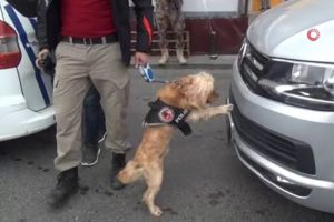 Narkotik köpeği 'Kuki' vatandaşların ilgi odağı oldu