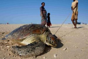 Madagaskar'da kaplumbağa eti yiyen 4 kişi öldü
