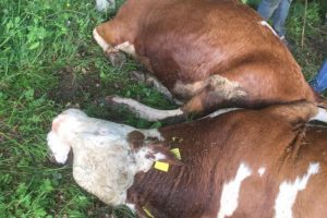 Bursa'da çiftliğe yıldırım düştü: 4 büyükbaş hayvan öldü