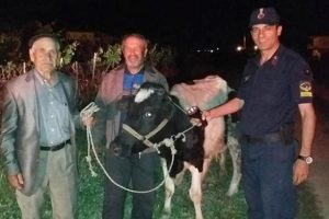 Alkol almak i&ccedil;in babasının ineğini &ccedil;aldı