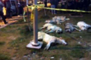 T&uuml;rkiye'de bir ilk: &Ouml;ld&uuml;r&uuml;len sokak k&ouml;pekleri i&ccedil;in Mahkeme'den Ankara B&uuml;y&uuml;kşehir'e davet