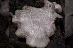 7 kilo ağırlığındaki mantar şaşkınlık yarattı