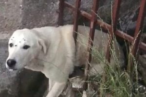 Demir korkuluklara sıkışan k&ouml;peği itfaiye ekipleri kurtardı