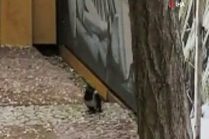 Yavru karganın imdadına itfaiye yetişti