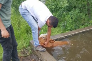 Sulama havuzuna d&uuml;şen inek kurtarıldı
