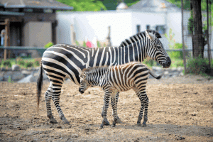 Bursa'da zebra ailesine 3 yeni üye