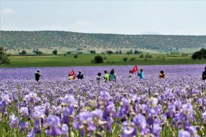 Zambak tarlaları turistlerin ilgi odağı oldu