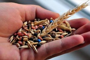 Tescilli yerli buğday &ccedil;eşitleri verimi artıracak