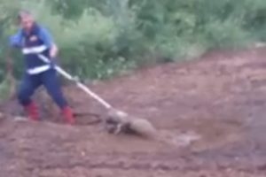 Bataklığa saplanan k&ouml;peği itfaiye kurtardı