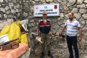 Tokat'ta hayvan &ccedil;alan 3 kişi tutuklandı
