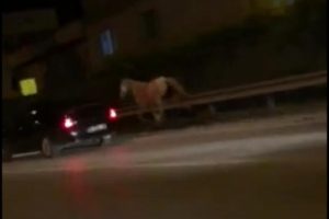 Bursa trafiğinde at tehlikesi