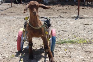 Y&uuml;r&uuml;te&ccedil; takılan oğlak 'Zeyd' ve fel&ccedil;li kedi '&Uuml;z&uuml;m' &ouml;ld&uuml;