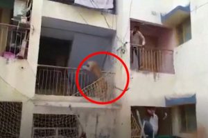 Vahşi leopar mahalleyi ayağa kaldırdı