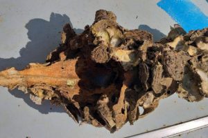 Aydın'da balıkçıların ağına sığır kafatası takıldı