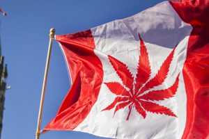 Kanada'da marihuanalı yiyecek satışı yasal hale geliyor