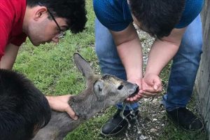 &Ccedil;amura saplanan karaca yavrusunu &ccedil;ift&ccedil;iler kurtardı