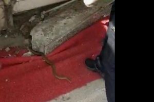Telefon kutusuna giren yılan paniğe neden oldu