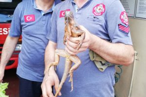 Caminin deposundan 82 santim uzunluğunda iguana &ccedil;ıktı