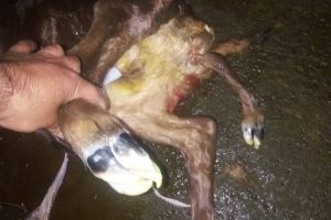 9 bacaklı buzağı &ouml;l&uuml; doğdu
