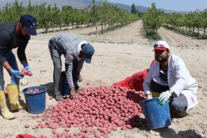 Kuraklığa dayanıklı patates &ccedil;eşidi geliştirildi