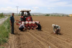 Yerli fasulye ve barbunyada deneme ekimi yapıldı